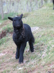 SX22227 Little running black lamb.jpg